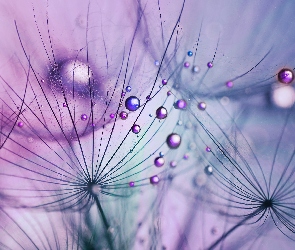 Makro, Krople, Kozibród Łąkowy, Fioletowy