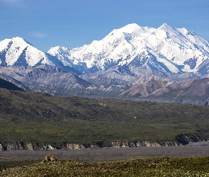 Stan Alaska, Niedźwiedzie, Stany Zjednoczone, Kordyliery, Szczyt Denali, Park Narodowy Denali, Mount McKinley, Góry Alaska