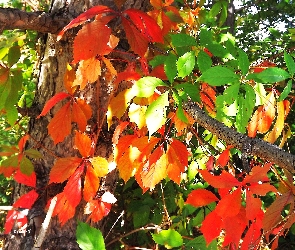 Drzewo, Kolorowe, Jesienne, Liście, Jesień
