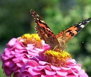Motyl, Kwiat, Rusałka osetnik