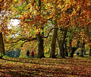 Liście, Kolorowe, Park, Jesień, Drzewa, Aleja