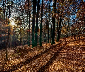 Las, Słońca, Promienie, Ścieżka, Jesień