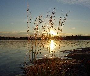 Roślinność, Zachód słońca, Jezioro, Las