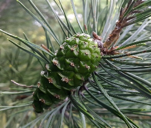 Gałązka, Szyszka, Sosny