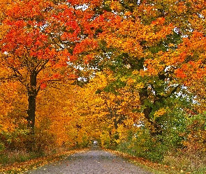 Jesień, Drzew, Kolorowych, Aleja