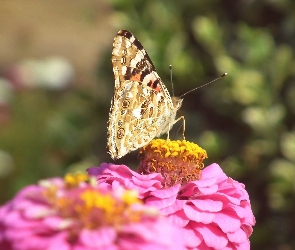 Rusałka osetnik, Kwiat, Motyl