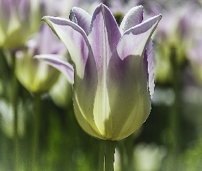 Tulipany