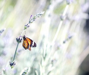 Lawenda, Motyl