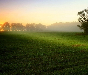 Słońca, Drzewa, Mgła, Łąka, Wschód