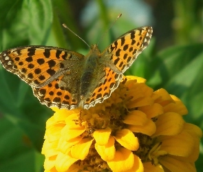 Motyl, Cynia, Perłowiec malinowiec