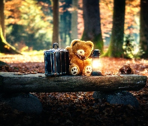 Las, Walizka, Pluszowy, Lampa, Miś, Ławka, Drzewa, Liście, Drewniana