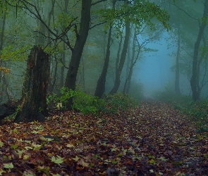 Drzewa, Mgła, Las