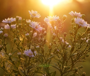 Kwiaty, Promienie Słońca, Astry
