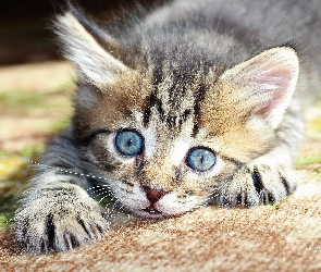 Niebieskooki, Kot brytyjski pręgowany, Szary