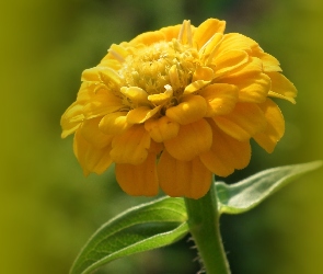 Kwiat, Cynia, Przyroda