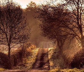 Sepia, Drzewa, Droga, Mgła