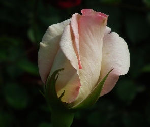 Przyroda, Róża, Kwiat