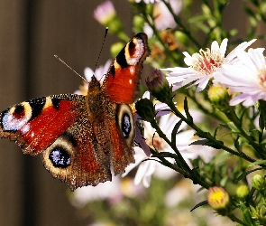 Astry, Rusałka pawik, Motyl, Kolorowy, Kwiaty