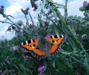 Rusałka pokrzywnik, Motyl