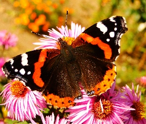 Motyl, Rusałka admirał