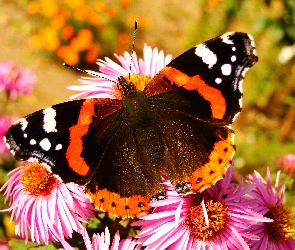 Rusałka admirał, Motyl