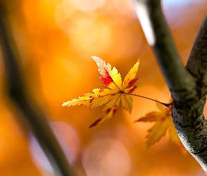 Jesienny, Tło, Rozmyte, Liść