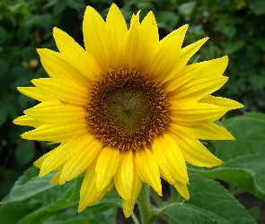 Kwiat, Słonecznik, Przyroda
