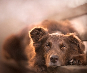 
 Owczarek australijski-australian shepherd