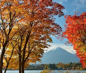 Góra, Japonia, Las, Drzewa, Fuji