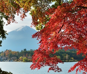 Góra, Japonia, Gałęzie, Fuji