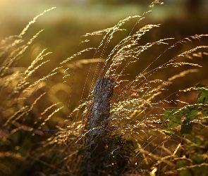 Słupek, Słoneczne, Promienie, Trawa