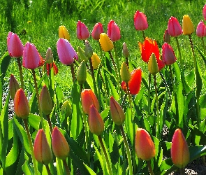 Kolorowe, Tulipany