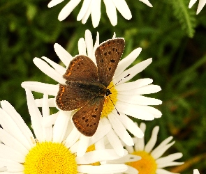 Czerwończyk uroczek, Motyl
