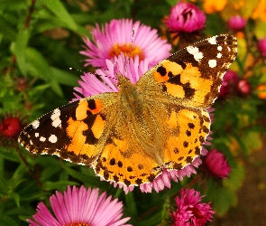 Rusałka osetnik, Motyl