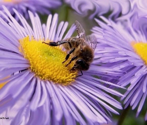 Fioletowe, Kwiaty, Pszczoła