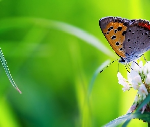 Modraszek, Motyl, Trawa, Koniczyna