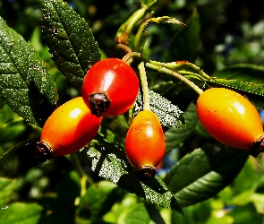 Lato, Ogród, Dzikiej, Owoce, Róży, Liście