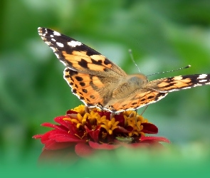 Motyl, Kwiat, Rusałka osetnik