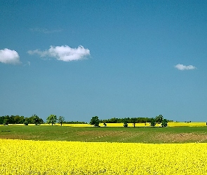 Rzepakowe, Warmia, Pole