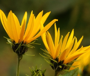 Żółte, Dziki Słonecznik, Kwiaty