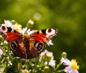 Kwiaty, Rusałka pawik, Motyl, Kolorowy