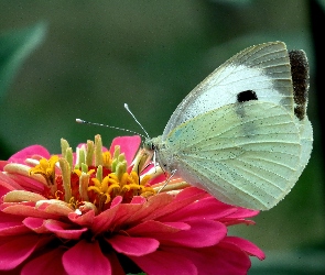 Cynia, Kwiat, Motyl, Bielinek