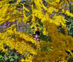 Żółte, Kwiaty, Trzmiel