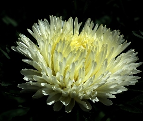 Kwiat, Aster, Przyroda