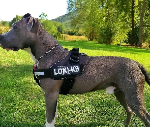 Amerykański, Terrier, Niebieski, Stafford, Amstaff