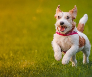 Spacer, Łąka, Jack Russell, Terrier