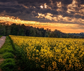 Wzgórza, Chmury, Zachód słońca, Roślinność, Droga, Pole, Las