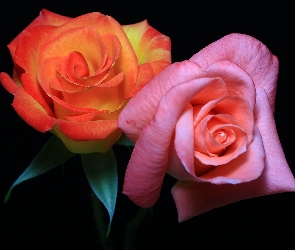 Pomarańczowa, Róża, Różowa