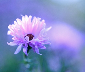 Aster, Kwiat, Różowy