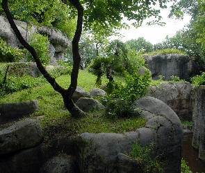 Skały, Kamienie, Drzewa